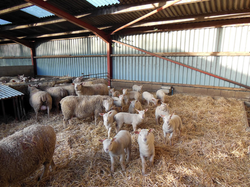 2013 Lamb Crop